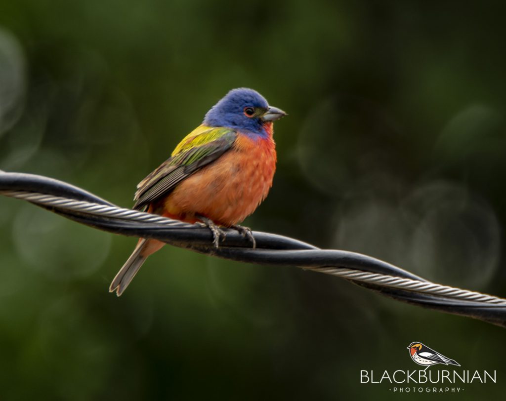 Ave en su hábitat natural