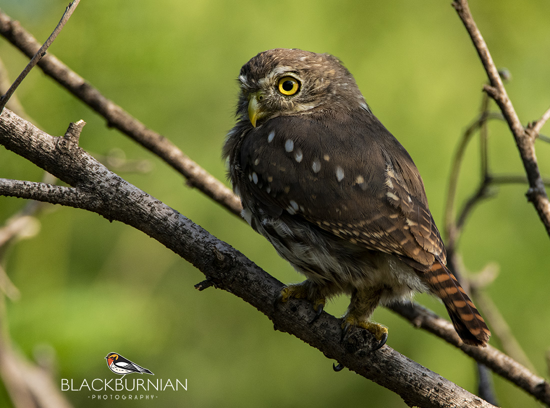 El aviturismo en Nuevo León: su potencial económico y de conservación