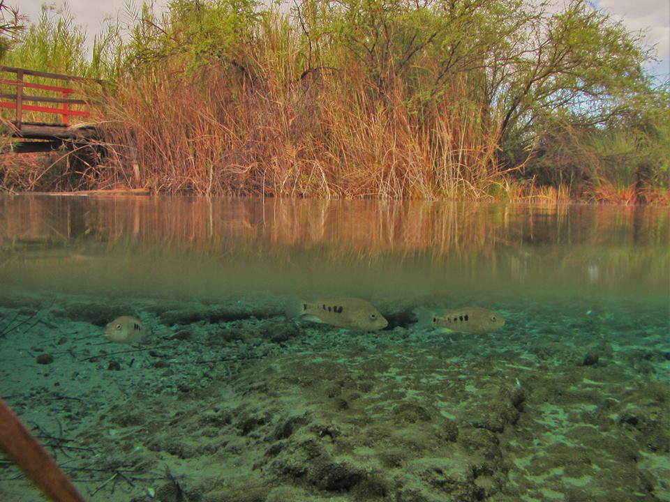 Paisaje de Cuatro Ciénegas