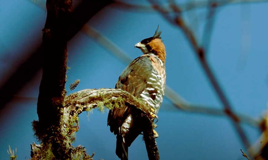 En busca del águila elegante