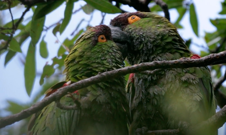 La cotorra serrana oriental